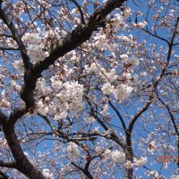 4月９日お花見に出かけました。