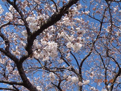 4月9日お花見に出かけました。